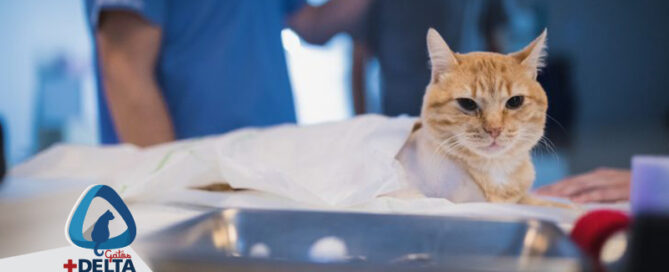 Cirugia tejidos blandos para gatos