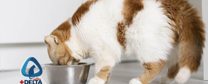 Endocrinología y nutrición para gatos