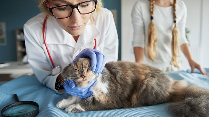 Medicina interna para gatos