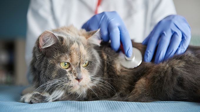 Medicina preventiva para gatos