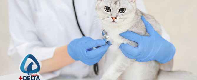 cardiología para gatos
