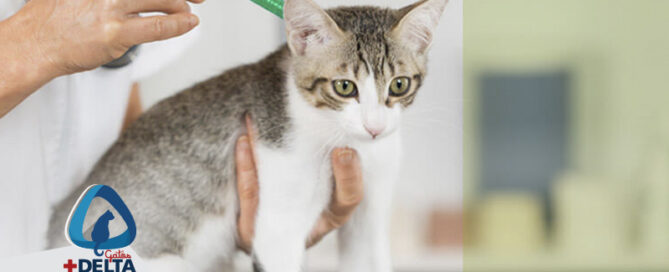 dermatologia para gatos