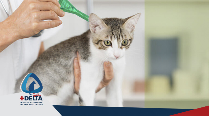 dermatologia para gatos