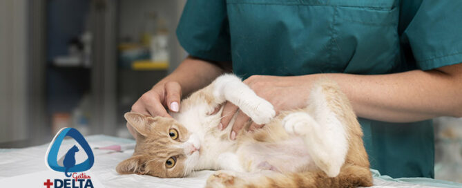 medicina interna para gatos