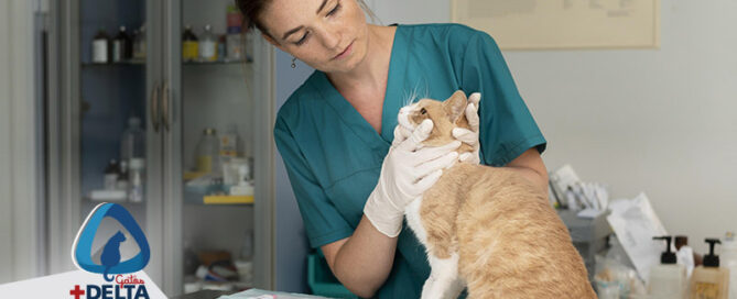 neurologia para gatos