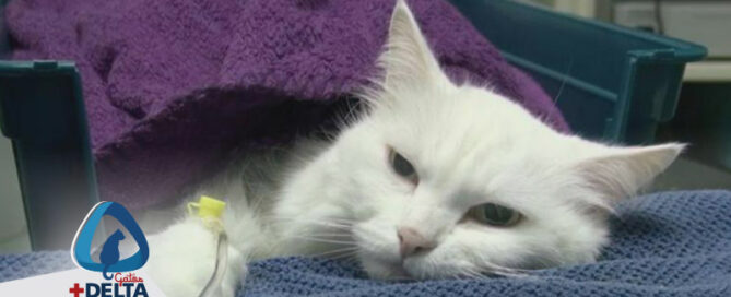 oncologia para gatos