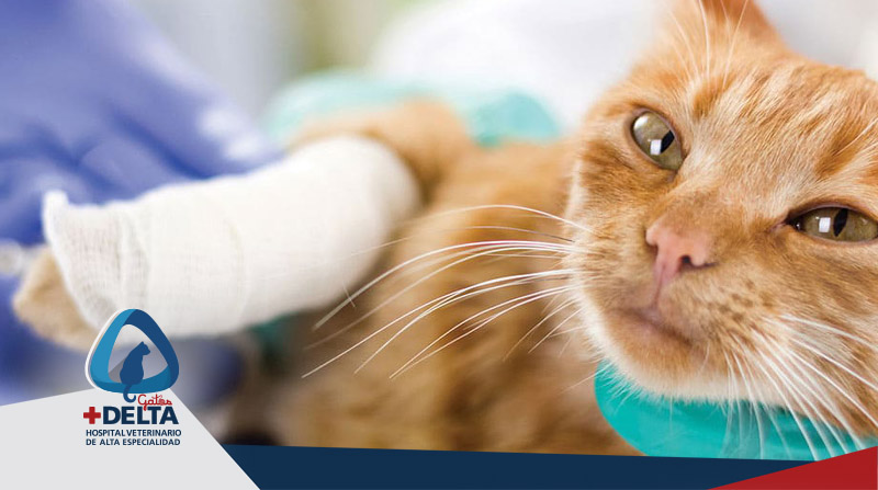 ortopedia y traumatología para gatos