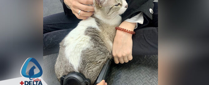 terapia y rehabilitacion para gatos