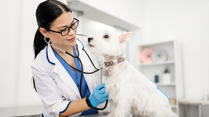 Check up médico veterinario