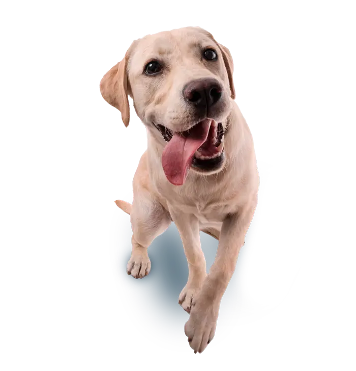 Ortopedistas-Veterinarios Ortopedistas veterinarios en CDMX atendiendo a un perro con tratamiento de ortopedia en el Hospital Veterinario DELTA