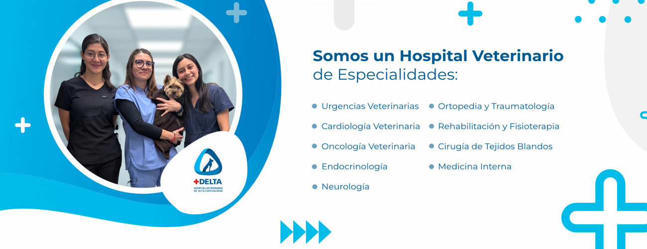 Especialidades Veterinarias Hospital Veterinario Delta Hospital Veterinario Delta