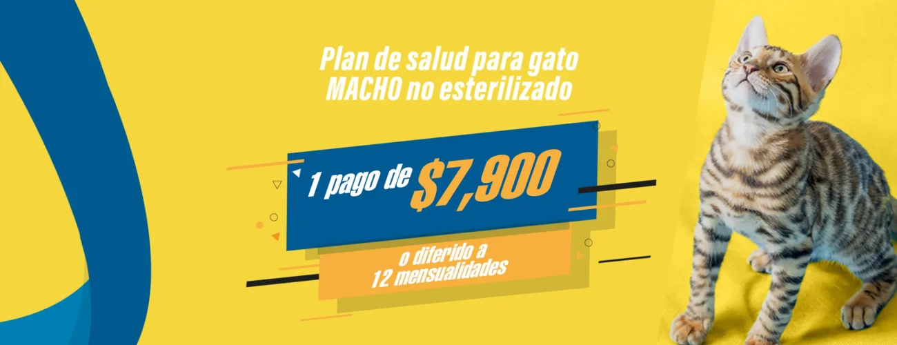 PLAN DE SALUD GATO MACHO NO ESTERILIZADO PLAN DE SALUD GATO MACHO NO ESTERILIZADO